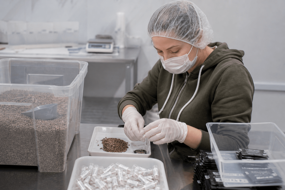 Pakowanie nasion marihuany w seedbanku
